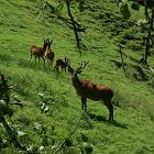 Kniebis 2009 Bild 31